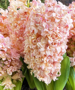 Гиацинт Маскарад (Masquerade)