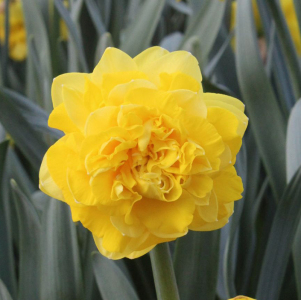 Нарцис Eastertide