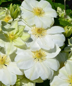 Клематис Guernsey Cream