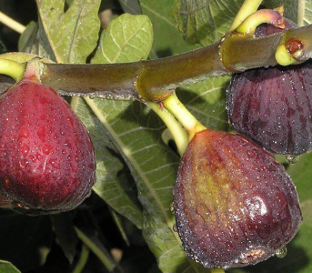 Инжир Руж де бордо