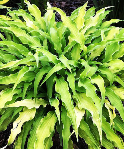 Хоста Curly Fries