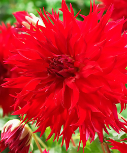 Жоржина Jaxon