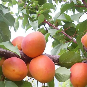 Абрикос колонновидный Радости жизни