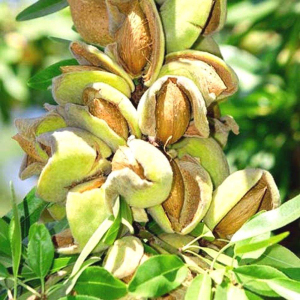 Мигдаль Мілас (сіянець)