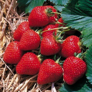 Полуниця (суниця садова) Румба, С0.5