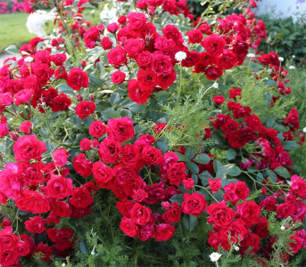 Троянда грунтопокривна Скарлет Мейландекор (Scarlet Meillandecor)