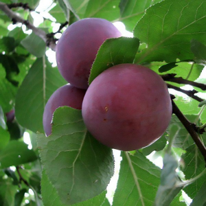 Слива диплоидная Бербанк