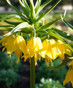 Фрітіларія Ерлі Сеншейшн (Early Sensation)