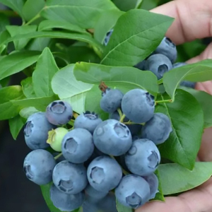 Голубика (черника садовая) Спартан, 2 года