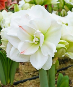 Гіппеаструм White Amadeus