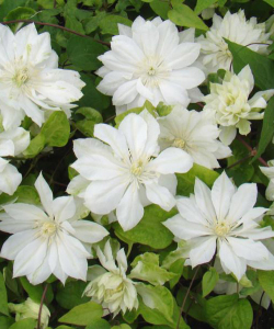 Клематис Yukiokoshi