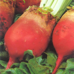 Свекла кормовая Еккендорфський красный, 0,2 кг GSN