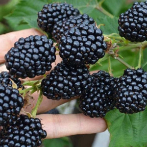 Ожина Лох-Тей