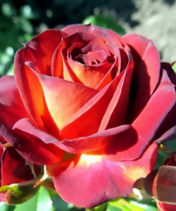 Роза спрей мелкоцветковая Браун Шугер (Brown Sugar)