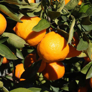 Мандарин Агудзера