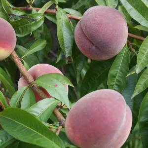 Персик Світ Леді