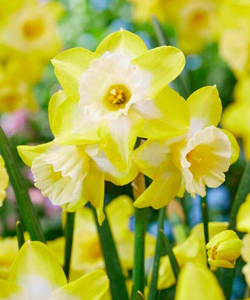 Нарцисс Хантер Санрайз (Hunter Sunrise)