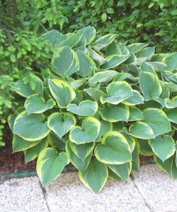 Хоста Fortunei Aureomarginata