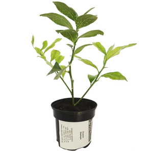 Лимон Мейера