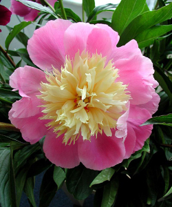 Півонія Gay Paree