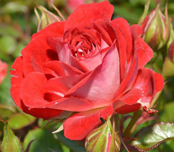 Троянда мініатюрна Мейді (Maidy)