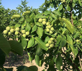 Волоський горіх Чандлер (сіянець)