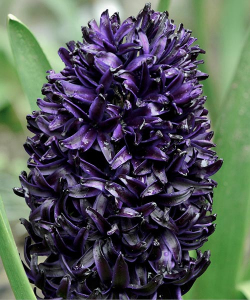 Гиацинт Дарк Дименшн (Dark Dimension)