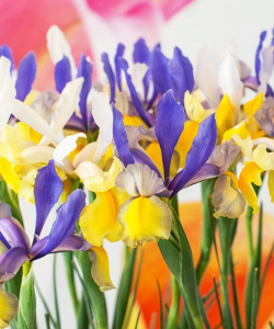 Ирис Голландика Мистериус Рейнбоу Микс (Hollandica Mysterious Rainbow Mix), 5 шт