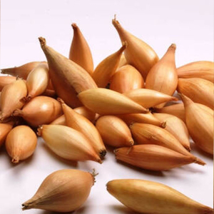 Лук - севок Бамбергер 10 кг