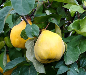 Айва грушоподібна Румо