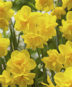 Нарцис Голден Делішес (Golden Delicious)