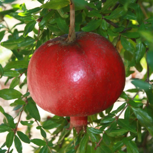 Гранат Велес