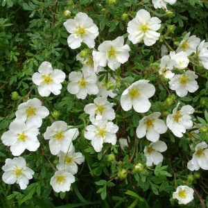 Лапчатка белая Абботсвуд