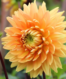 Жоржина Noordwijks Glorie