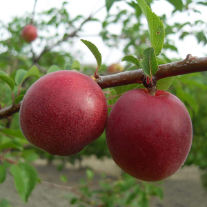 Плуот Кінг-Конг (слива-абрикос)