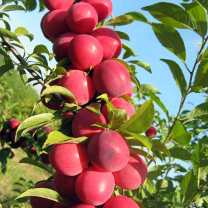 Слива колоновидна Рубін