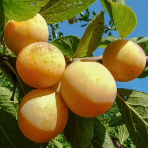 Слива Медова