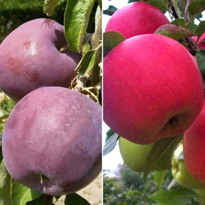 Яблоня дерево сад (Деличия + Уильямс прайд)