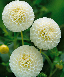 Жоржина Snowflake