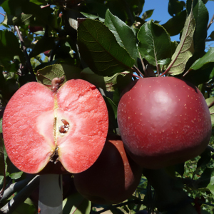 Яблоня красномясая Тринити
