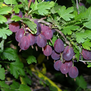 Крыжовник Грушенька