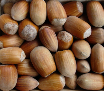 Фундук Трапезундський (сіянець)