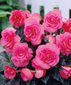 Бегония махровая розовая