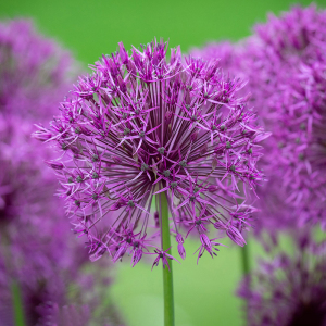 Аллиум Purple Rain