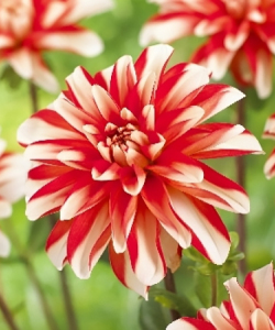 Жоржина Dynamite