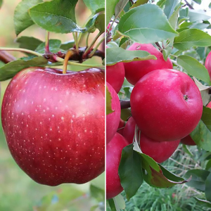 Яблоня дерево сад (Айдаред + Камео)