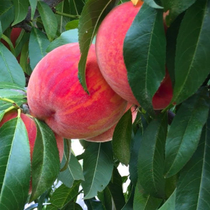 Персик Посол Миру