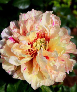 Півонія Lollipop