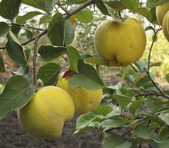 Айва яблоковидная Сочная