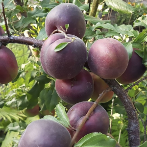 Абрикос Черный персиковый